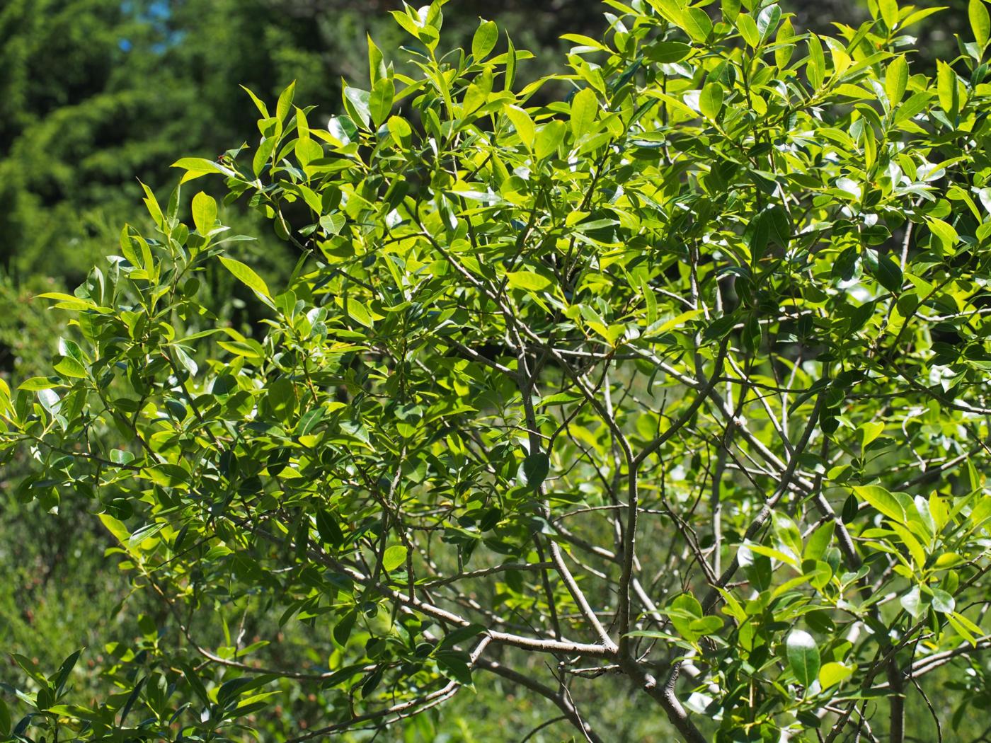 Willow, Bay plant